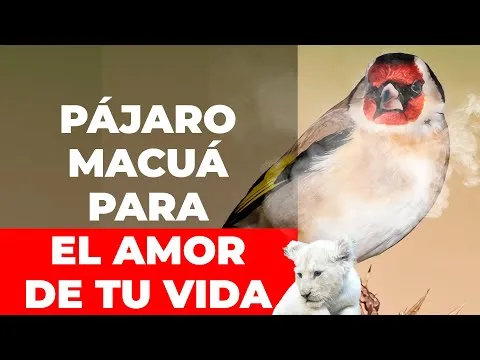 Oracion Del Pajaro Macua Para El Amor